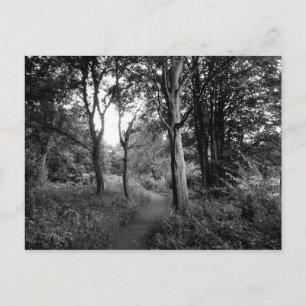 Woods Bute Park, Cardiff Postcard