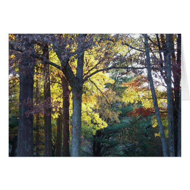 woods card (Front Horizontal)