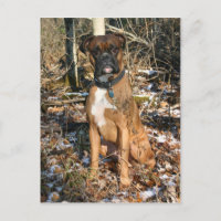 Woods Walk Boxer