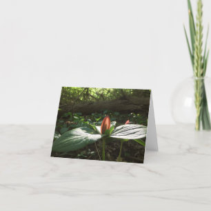 Woods Walking Trillium Thank You Cards