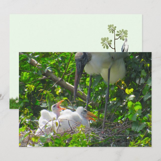 Woodstork and Chicks Flat Greeting Card (Front/Back)