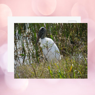 Woodstork Florida Wetlands Photograph Postcard