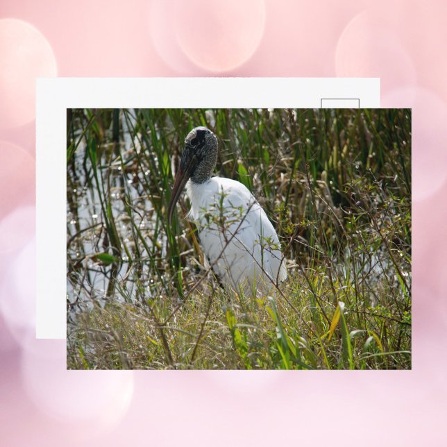 Woodstork Florida Wetlands Photograph Postcard (A postcard with a photograph of a wood stork bird.)