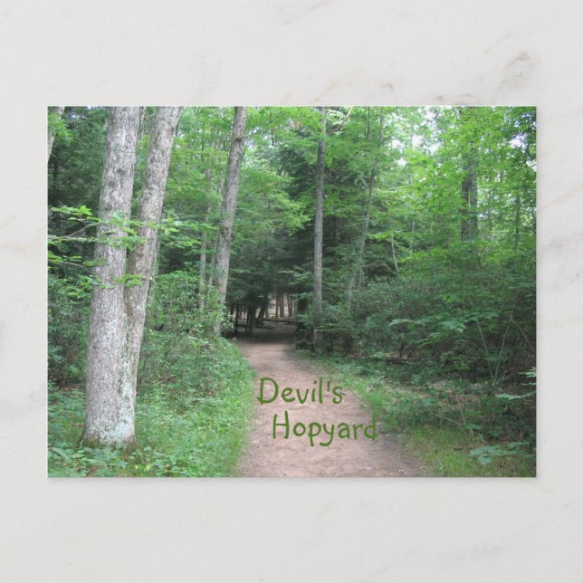 Woodsy Path Postcard (Front)