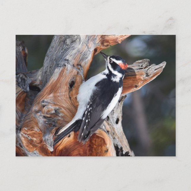 "Woody Woodpecker" in Rocky Mountain National Park Postcard (Front)
