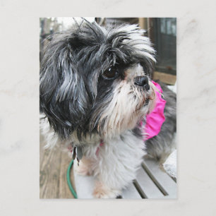 WOOF! POSTCARD