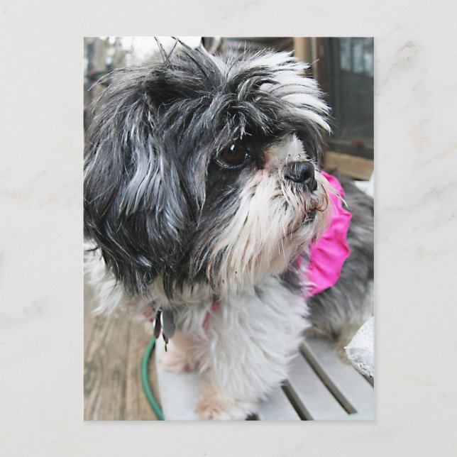 WOOF! POSTCARD (Front)