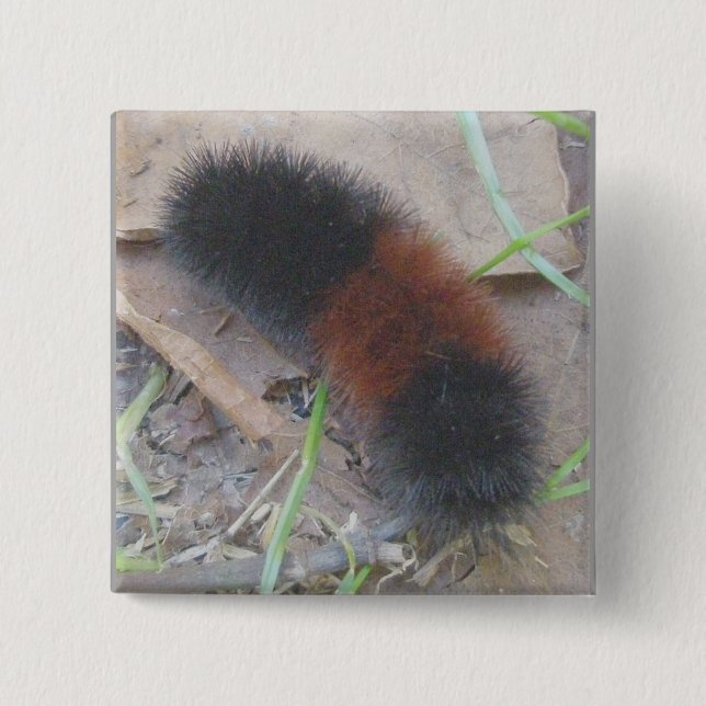 Woolly Bear Caterpillar Button (Front)