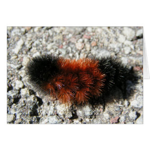 Woolly Bear Caterpillar Card