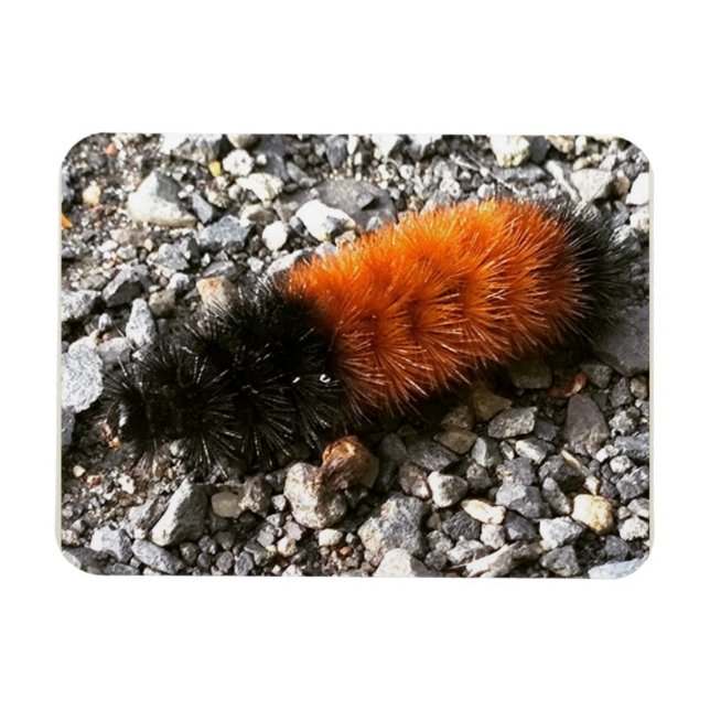 Woolly Bear Caterpillar Magnet (Horizontal)