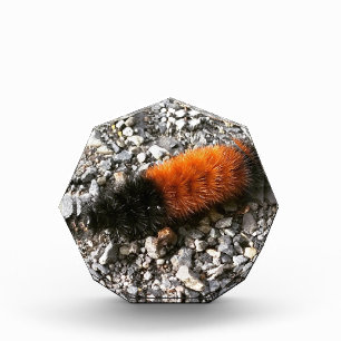 Woolly Bear Caterpillar Photo Block