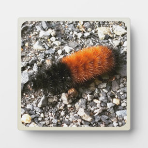 Woolly Bear Caterpillar Plaque