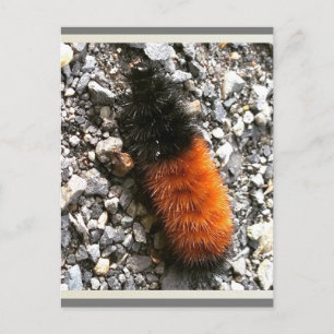 Woolly Bear Caterpillar Postcard