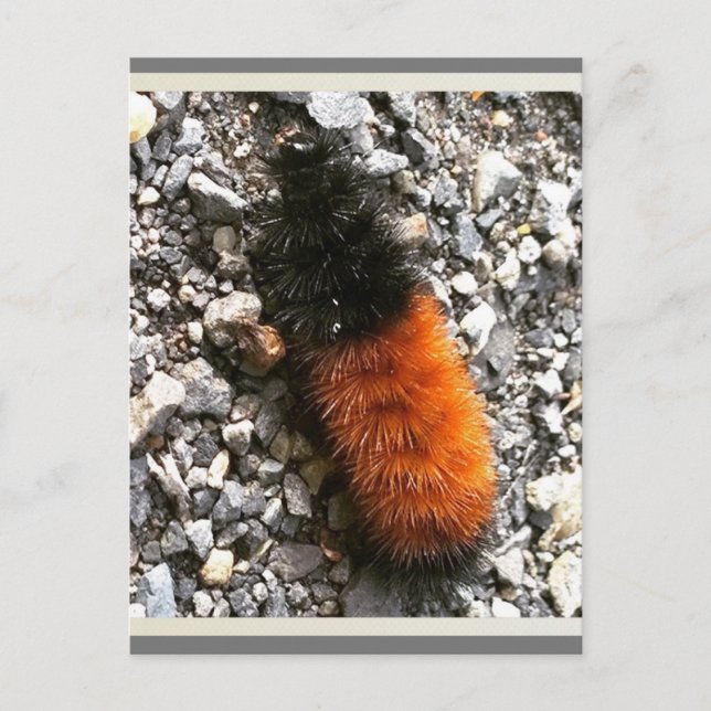 Woolly Bear Caterpillar Postcard (Front)