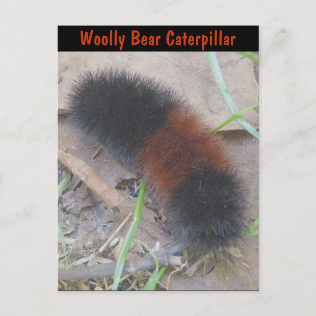 Woolly Bear Caterpillar Postcard (Front)