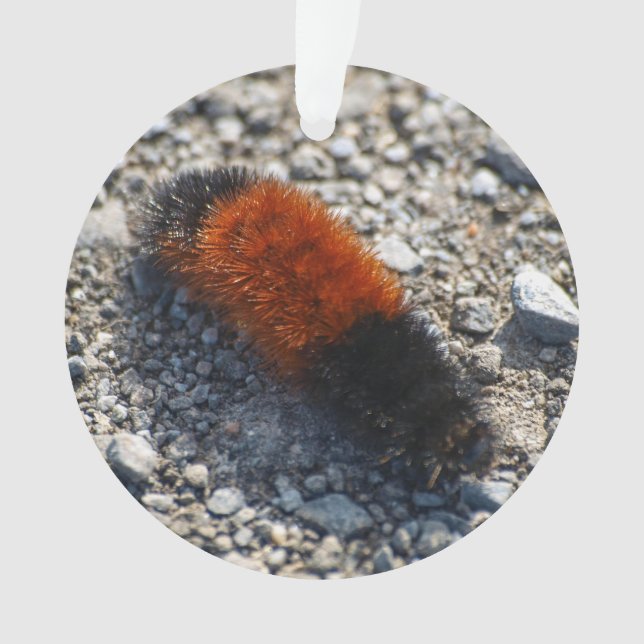 Woolly Bear Ornament (Front)
