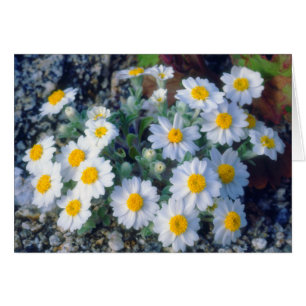 Woolly Daisy Wildflowers
