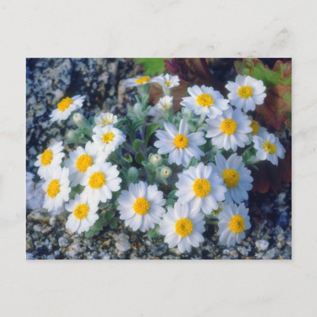 Woolly Daisy Wildflowers Postcard (Front)