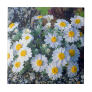 Woolly Daisy Wildflowers Tile