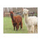 Woolly Llamas ~  postcard