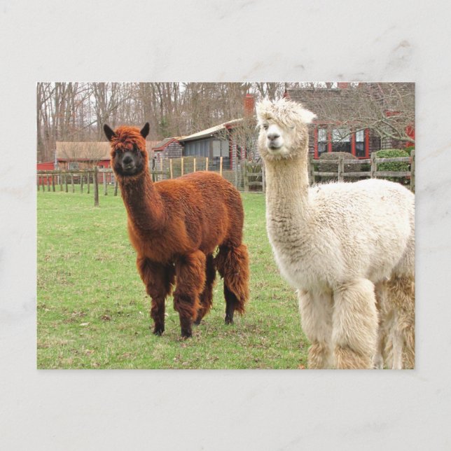 Woolly Llamas ~  postcard (Front)
