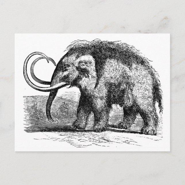 woolly-mammoth-2 postcard (Front)