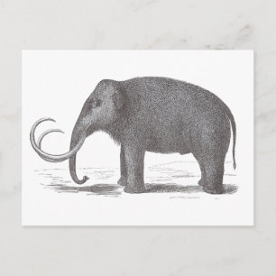 Woolly Mammoth Extinct Mastodon Antique Print Postcard
