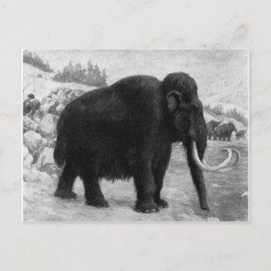 Woolly Mammoth Mod Destiny Postcard