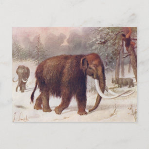 Woolly Mammoth Prehistoric Animal Antique Print Postcard