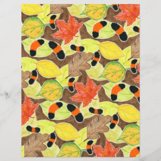 Woollybear Caterpillar