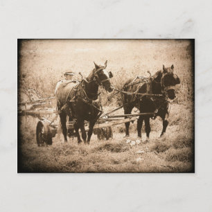 Working Amish Horses Sepia Postcard