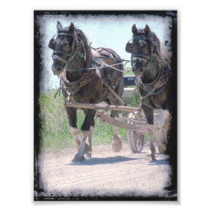 Working Amish Pinto Draughts Photo Print