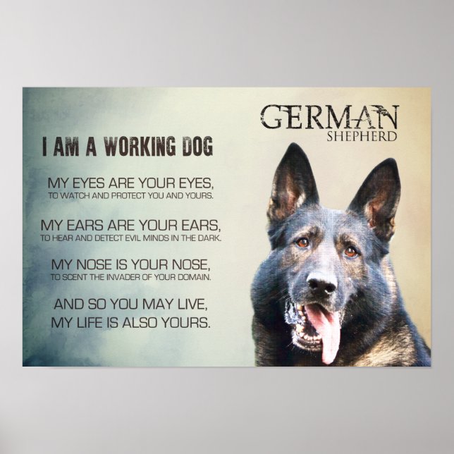 Working German Shepherd Dog  - GSD Poster (Front)