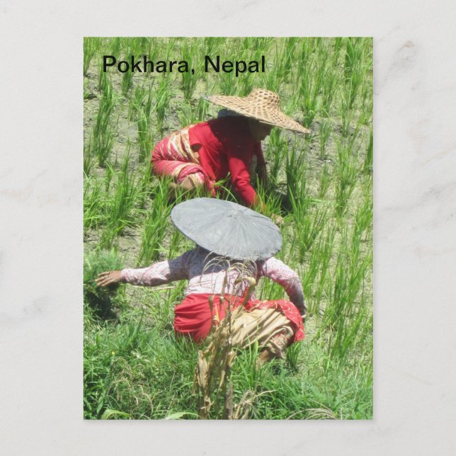 Working in the Rice Paddy Postcard (Front)