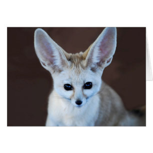 Worlds Cutest Fennec Fox