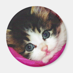 Worlds Cutest Kitten Magnet