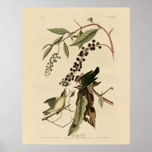 Worm eating Warbler - Audubon's Birds of America Poster