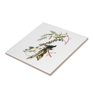 Worm eating Warbler John Audubon Birds of America Tile