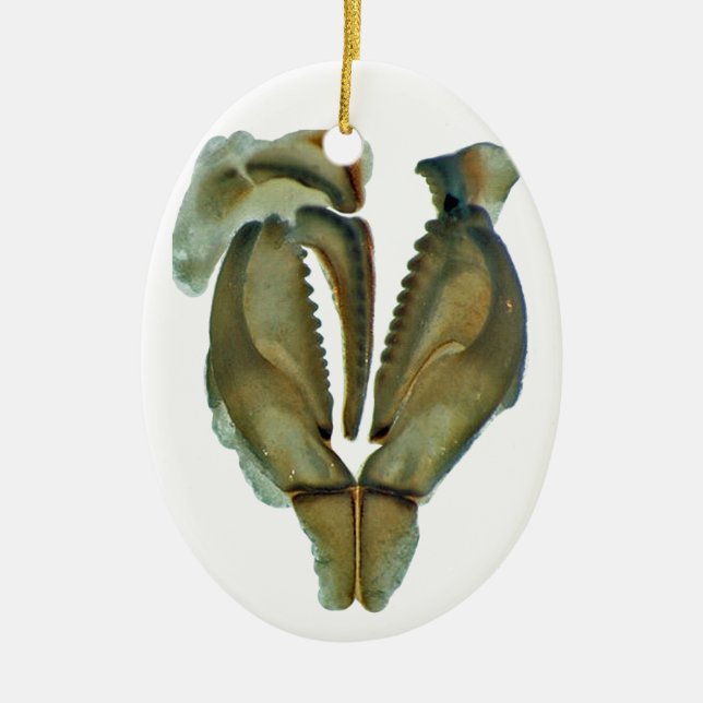 Worm Jaw Oval Christmas Ornament (Front)
