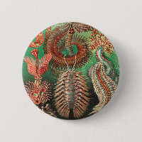Worms, Annelids Chaetopoda by Ernst Haeckel