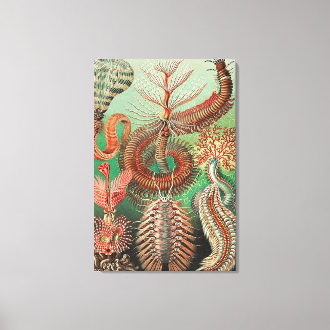 Worms, Annelids Chaetopoda by Ernst Haeckel Canvas Print (Front)