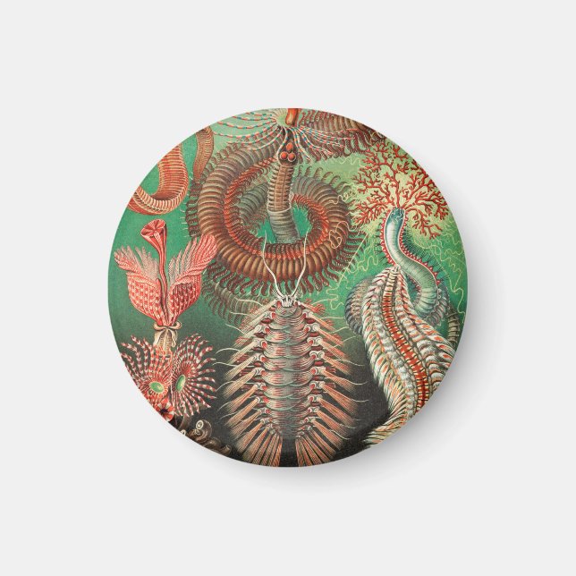 Worms, Annelids Chaetopoda by Ernst Haeckel Magnet (Front)