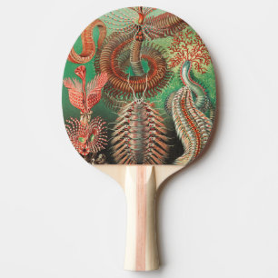 Worms, Annelids Chaetopoda by Ernst Haeckel Ping Pong Paddle