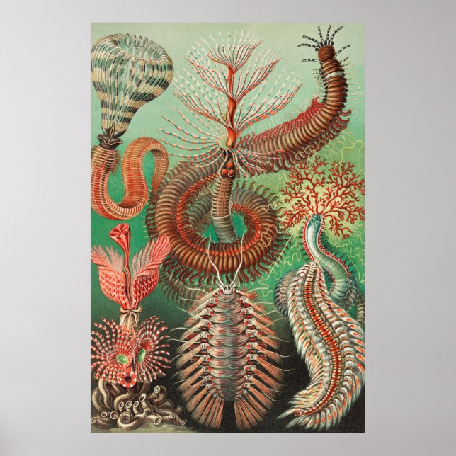 Worms, Annelids Chaetopoda by Ernst Haeckel Poster (Front)