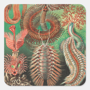 Worms, Annelids Chaetopoda by Ernst Haeckel Square Sticker