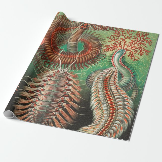 Worms, Annelids Chaetopoda by Ernst Haeckel Wrapping Paper (Unrolled)