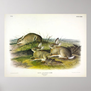 Wormwood Hare (Lepus Artemesia) by Audubon Poster