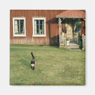 Worn red house with a cat on the lawn. magnet