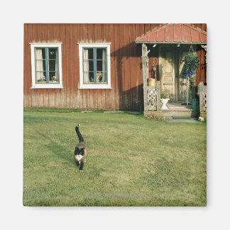 Worn red house with a cat on the lawn. magnet