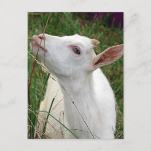 Wow! This Grass is Taller Than Me Postcard